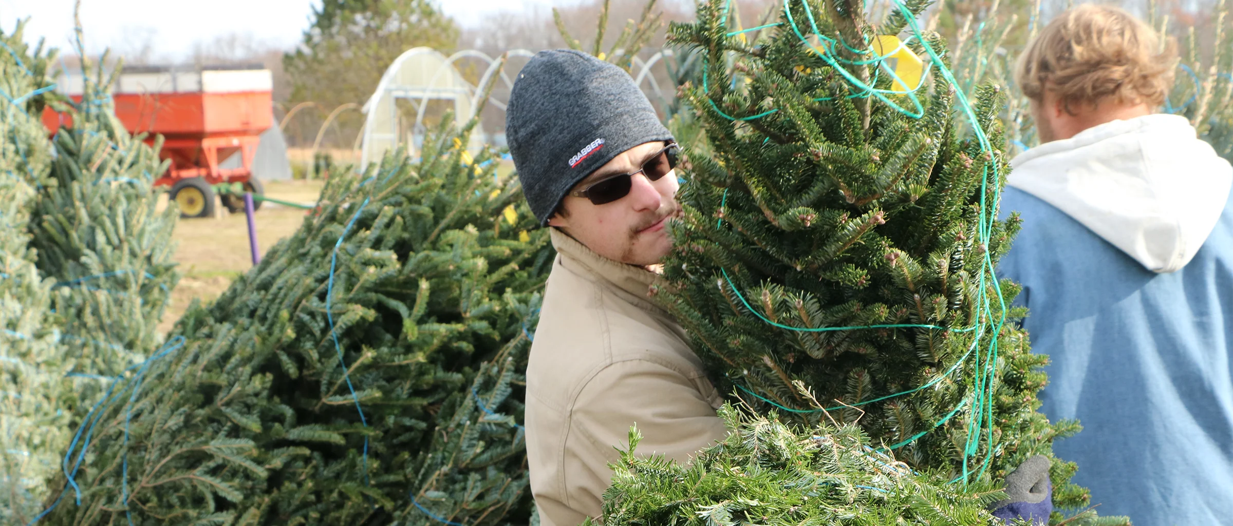 A student moves a Christmas tree with netting