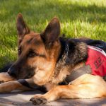 Service dog rests in the shade