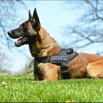 Police K-9 service dog Ace