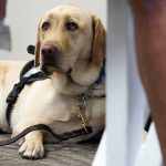 Service dog