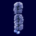 A photo of the X chromosome mutation underlying fragile X syndrome