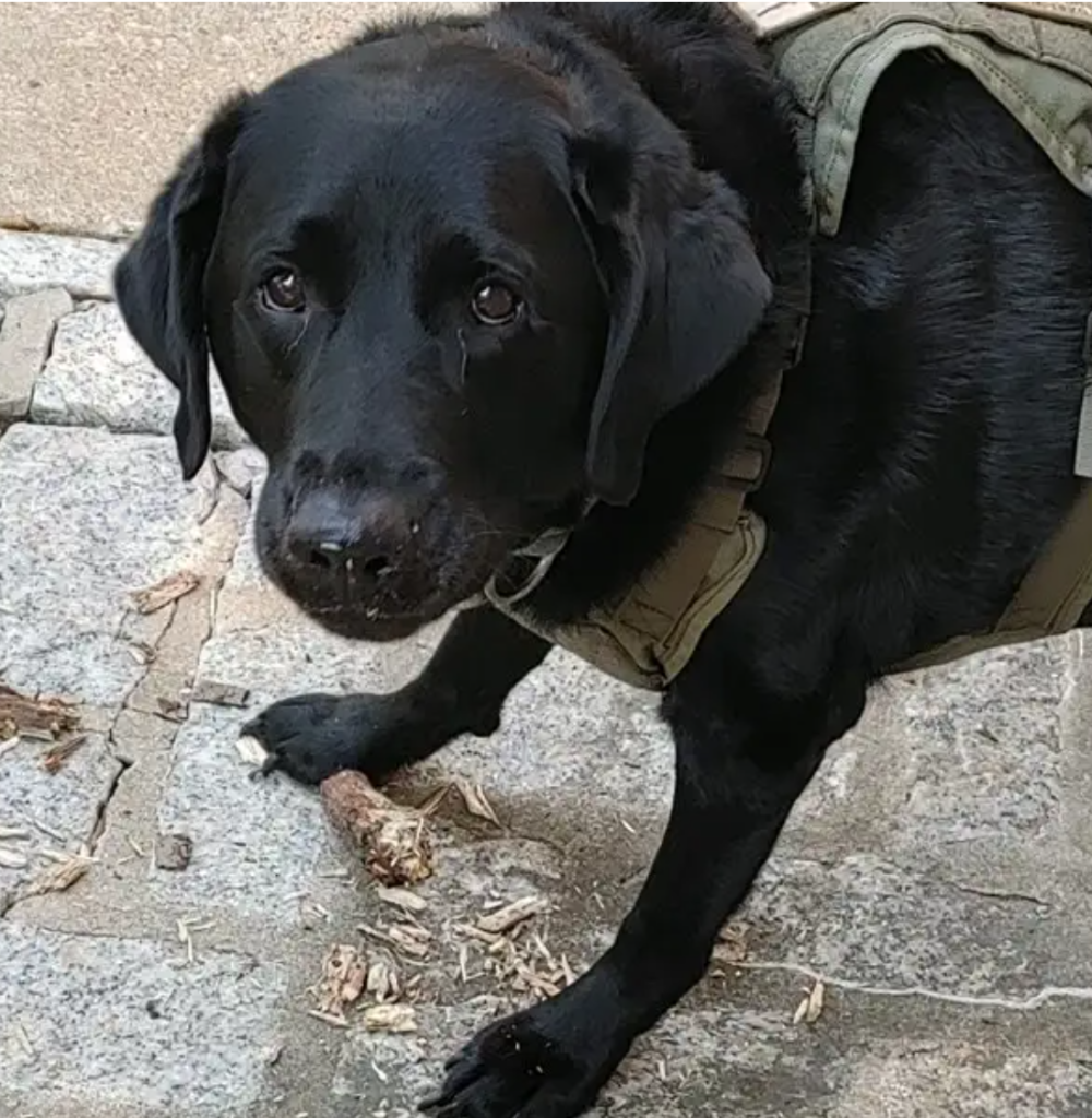 Vinny, a black lab service dog, wearing his army green service vest