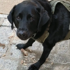 Honorary Doggree