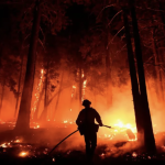A firefighter in a blazing forest