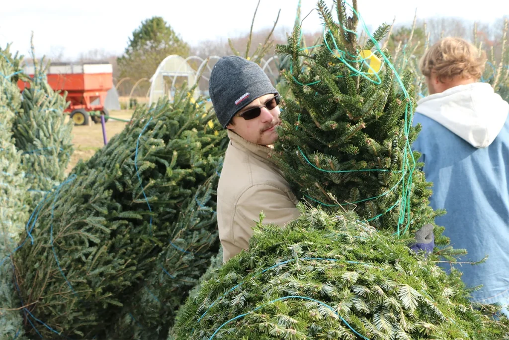 Brandon Brown carries a fir tree in wrapping